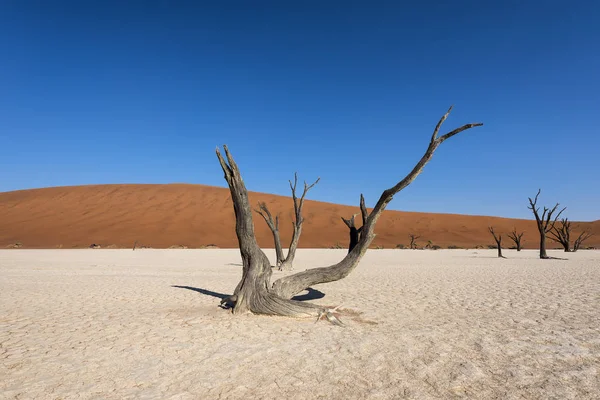 Pustyni Deadvlei Namibii — Zdjęcie stockowe