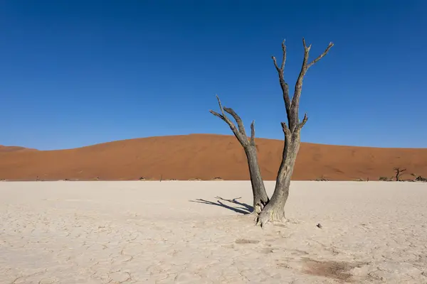 Deadvlei 나미비아 — 스톡 사진