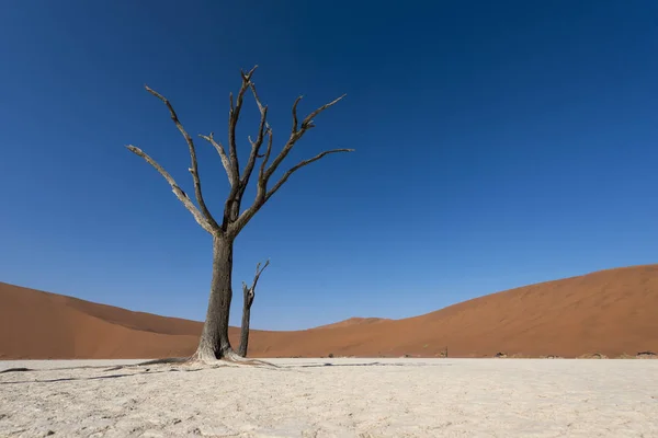 Pustyni Deadvlei Namibii — Zdjęcie stockowe