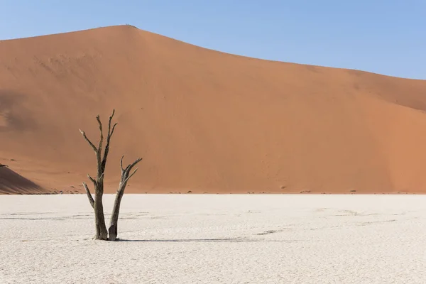 Deadvlei Woestijn Namibië — Stockfoto