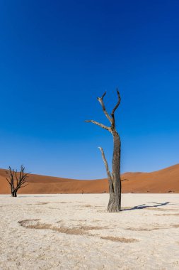 Namibya Deadvlei çölde