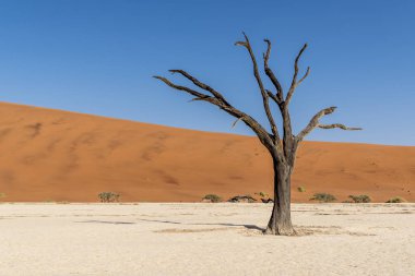 Namibya Deadvlei çölde