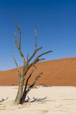 Namibya Deadvlei çölde
