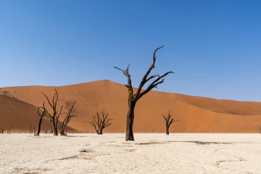 Namibya Deadvlei çölde
