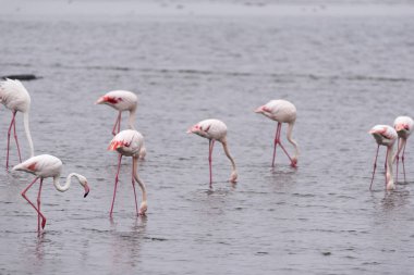 Afrika'da bir Flamingo