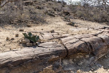 Namibya ülkesindeki Twyfelfontein