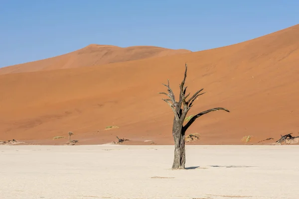 Desierto Deadvlei Namibia —  Fotos de Stock