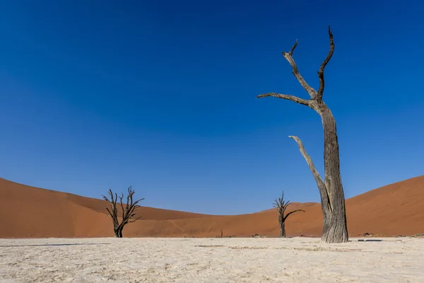 纳米比亚的德沃德莱沙漠 — 图库照片
