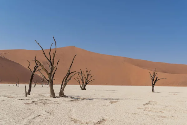 Deadvlei Woestijn Namibië — Stockfoto