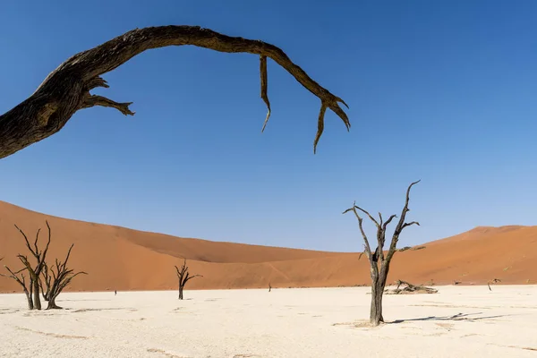 Pustyni Deadvlei Namibii — Zdjęcie stockowe