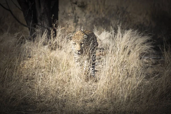 Ein Leopard Namibia — Stockfoto