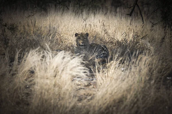 Leopardo Namibia — Foto Stock