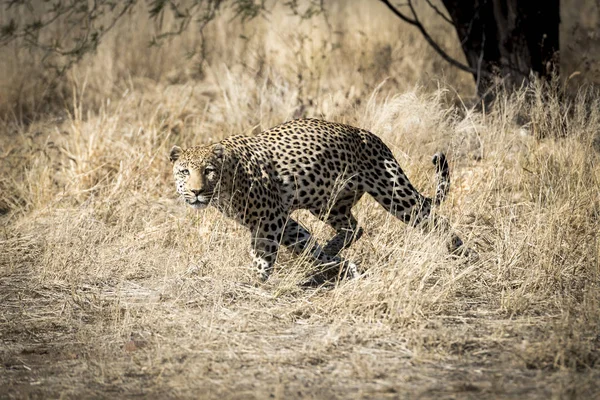 Leopardo Namibia — Foto de Stock