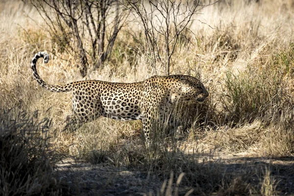 Leopard Namibia — Stock Photo, Image