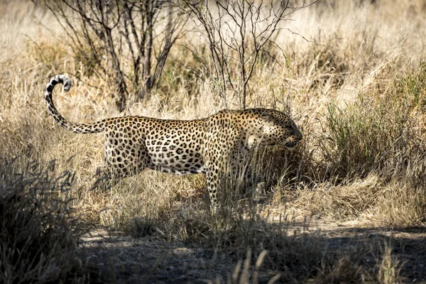 Leopardo Namibia — Foto de Stock