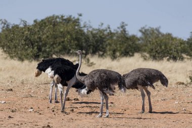 bir devekuşu Afrika