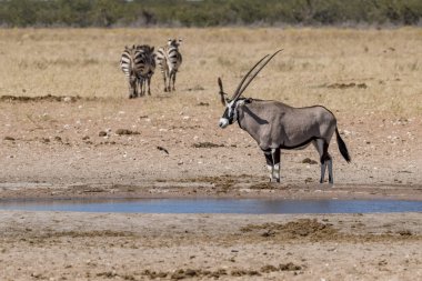 Namibya Afrika antilobu