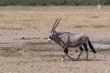 Namibya Afrika antilobu