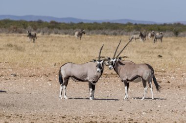 Namibya Afrika antilobu
