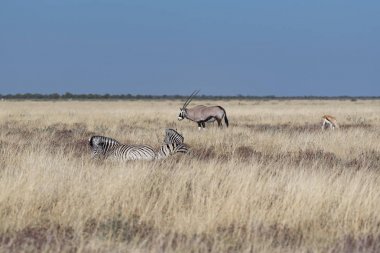 Namibya Afrika antilobu