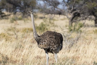 bir devekuşu Afrika