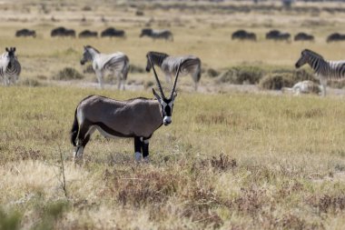 Namibya Afrika antilobu