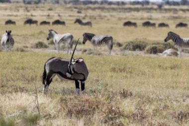 Namibya Afrika antilobu