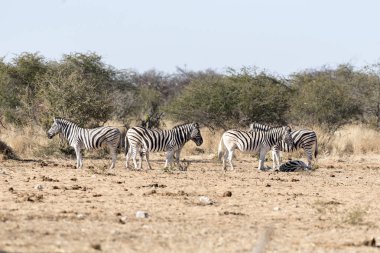 Namibya 'da bir cebra