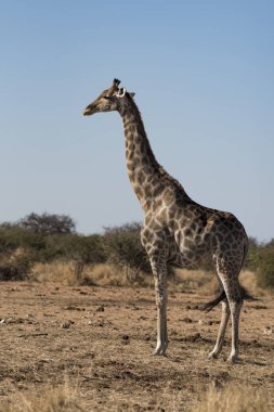 bir zürafa Namibya