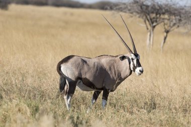 Namibya Afrika antilobu
