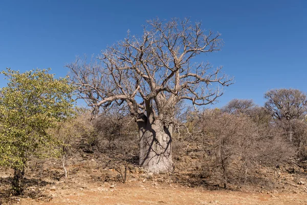 Ландшафт Намибии — стоковое фото