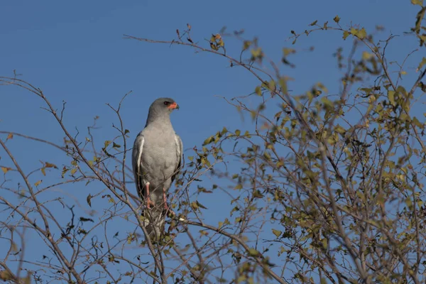 Ptak Etosha Park — Zdjęcie stockowe