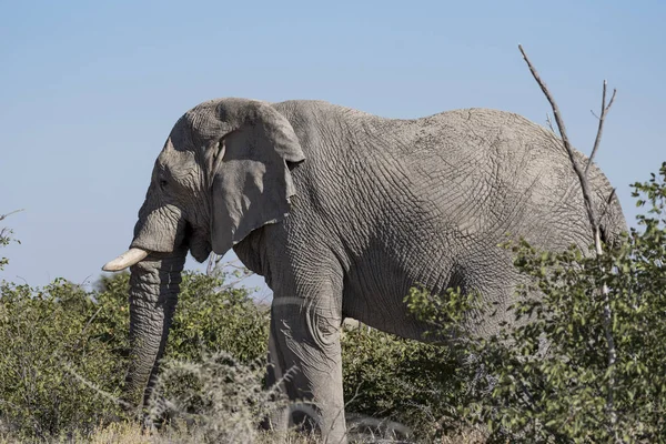 大象在纳米比亚 — 图库照片