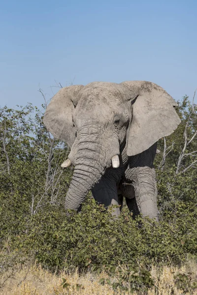 Elephant Namibia — Stock Photo, Image