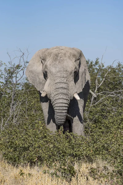 大象在纳米比亚 — 图库照片