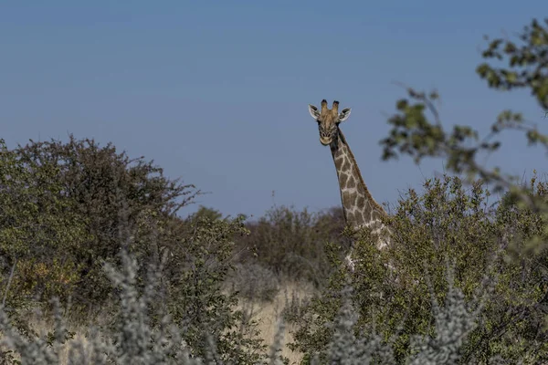 Une Girafe Afrique — Photo