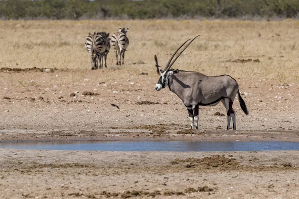 Namibya Afrika antilobu