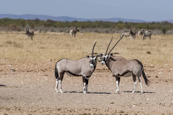 Namibya Afrika antilobu