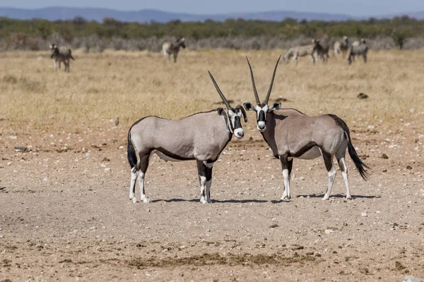 Een Oryx Namibië — Stockfoto