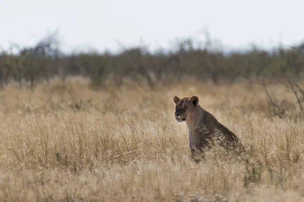 Een Leeuw Namibië — Stockfoto