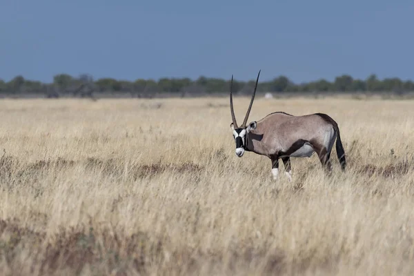Een Oryx Namibië — Stockfoto