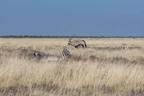 Oryx Namibia — Foto de Stock