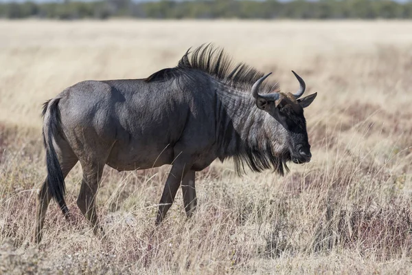 Een Blauwe Gnoe Namibië — Stockfoto