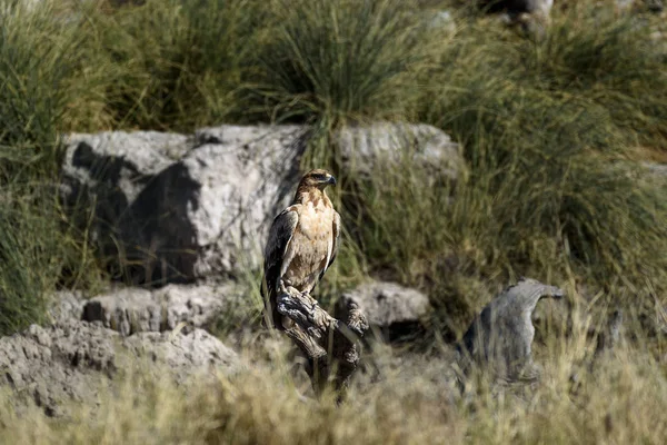 Águila África — Foto de Stock