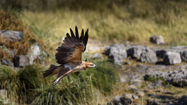 Eagle Afryce — Zdjęcie stockowe