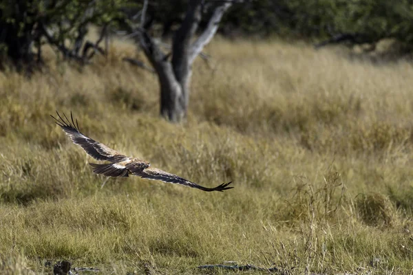 Eagle Afryce — Zdjęcie stockowe