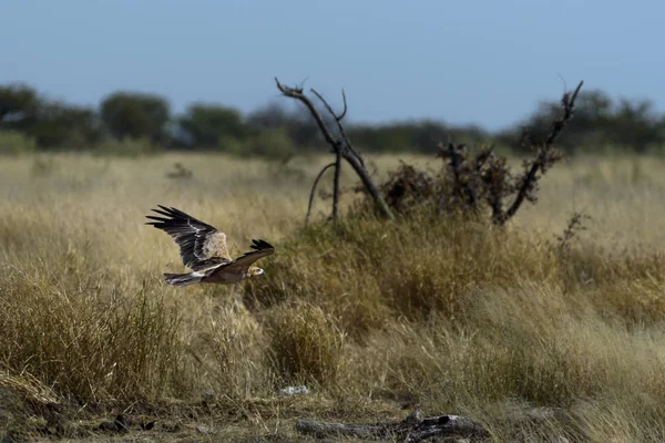 Eagle Afryce — Zdjęcie stockowe