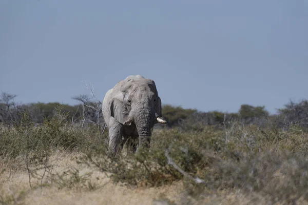Słoń Namibii — Zdjęcie stockowe