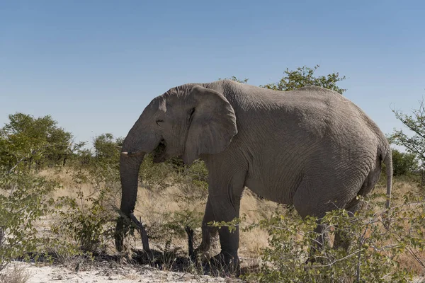 Elefant Namibia — Stockfoto
