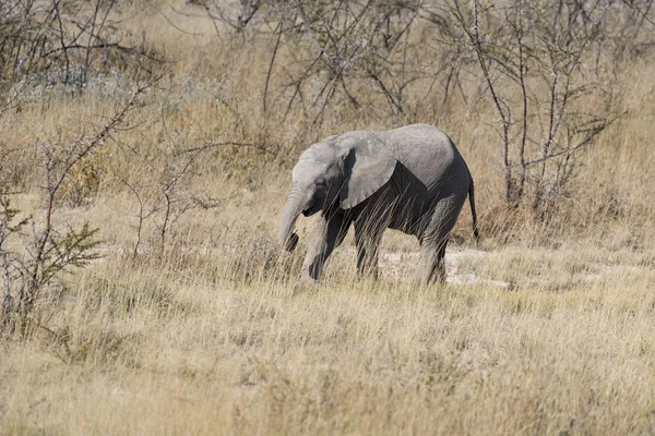 Elefant Namibia — Stockfoto